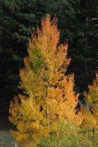 Evergreen Autumn