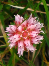 wildflower
